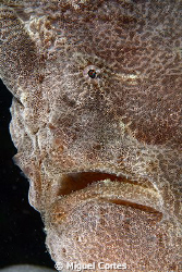 Giant frogfish portrait. by Miguel Cortes 
